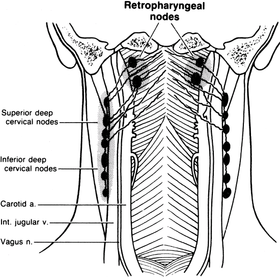 Introducción piriforme y pared faríngea posterior, que típicamente metastatizan en los ganglios yugulares profundos 101,102.