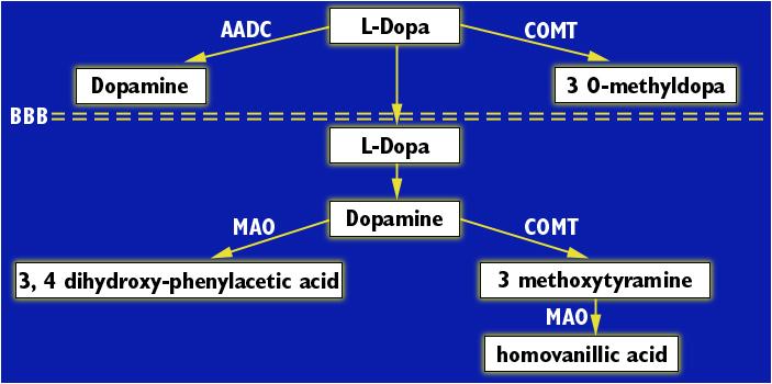 Metabolismo de Levodopa e