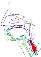 Fase faríngea Control involuntario Paso de faringe al esófago. El bolo estimula el centro de deglución en el cerebro.