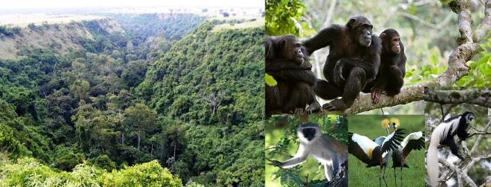 UGANDA COMPLETA Gorilas de montaña, parques de sabana, etnias y lagos Fechas: 27 junio 10 julio (14 días) Viaje en grupo a uno de los países más atractivos de África.