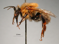 Lepeletier realizo estudios en donde identifico características de algunas razas de abejas meliponas.