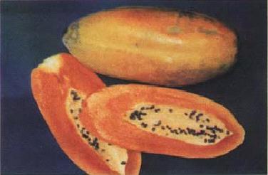MANEJO AGRONÓMICO DE FRUTALES (Mango, Aguacate,