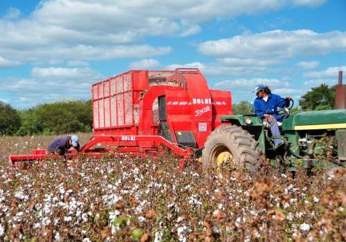 Maquinaria Agrícola Agricultura Familiar Cosechadora de algodón JAVIYU, cosechadora de arrastre Desarrollo