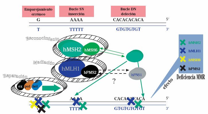 Alteraciones moleculares en sd Lynch Genes reparadores: MisMatch Repair (MMR) Inestabilidad de
