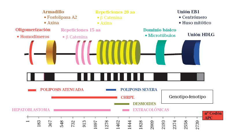Correlaciones Fenotipo-Genotipo Mutaciones en codones 169-1393 Clásica FAP 3 o 5 AFAP 1250-1464 Poliposis severa (100-1000 pólipos) 1465, 1546 y 2621 predisposición manifestaciones extracolónicas