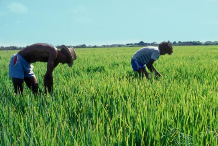 1.13.1. Ejemplo: alternancia humectación/secado en el cultivo del arroz El cultivo del arroz representa más del 10 por ciento de las emisiones antropogénicas de GEI en el mundo (FAOSTAT, 2014).