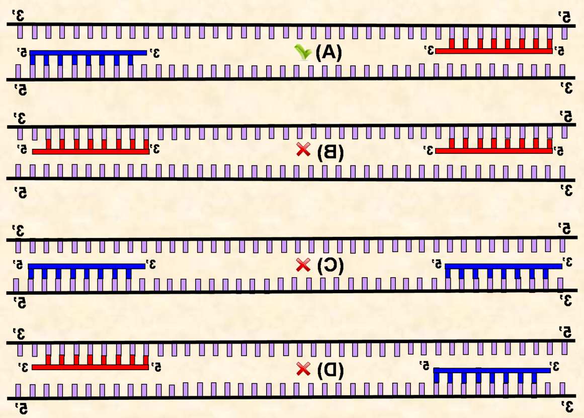 Componentes del sistema de PCR: cebadores ESPECIFICIDAD Reconocer una SECUENCIA UNICA dentro del ADN templado Especificidad de un