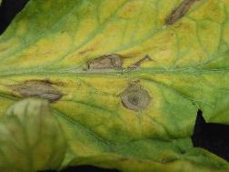 inferior de las hojas. Este hongo también causa lesiones en los pedúnculos, peciolos, tallos y frutos lo que resulta en el colapso total de la planta.