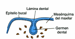 Las células de la papila dental se desarrollan y adquiere un aspecto irregular con diez engrosamientos que se invaginan en el mesénquima subyacente y que evolucionarán para formar los órganos