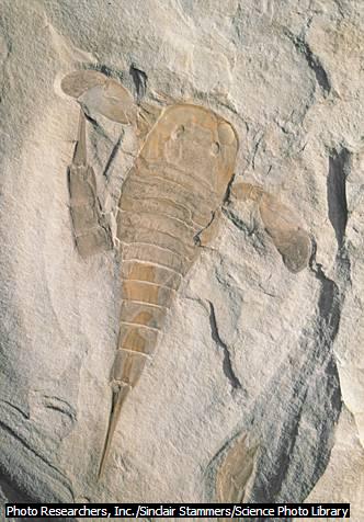 Fósil de un escorpión marino La fotografía muestra el fósil de un escorpión marino, perteneciente al periodo silúrico, dentro de la era