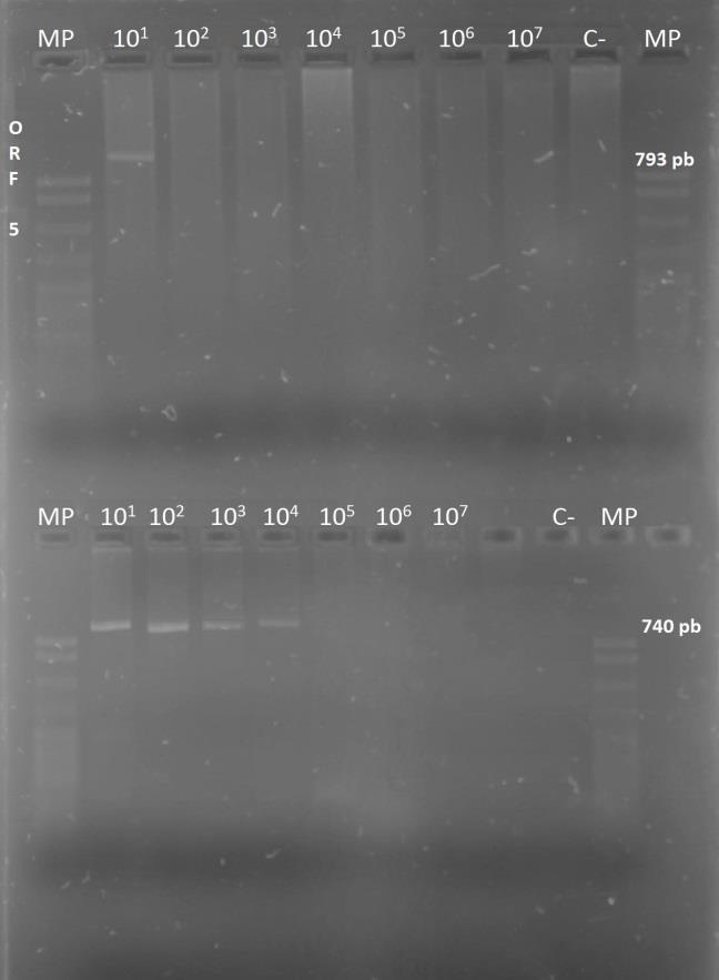 Determinación de la sensibilidad de las técnicas de RT-PCR y PCR anidada ORF 5 DICT 50% RT- PCR PCR anidada 1x10 1 5x10 3 + + 1x10 2 5x10 2 - + 1x10 3 5x10 1 - + 1x10 4 5 - + 1x10 5 5x10-1 - - 1x10 6