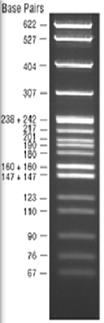 Determinación de la sensibilidad de las técnicas de RT-PCR y PCR anidada ORF 7 DICT 50% RT- PCR PCR anidada 1x10 1 5x10 3 + + 1x10 2 5x10 2 + + 1x10 3 5x10 1 - + 1x10 4 5 - + 1x10 5 5x10-1 - + 1x10 6