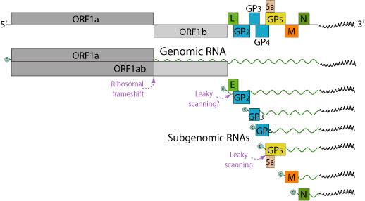 Organización del genoma Orden Familia Género Nidovirales Arteriviridae Arterivirus ORF 1a y b ORF 2, 3 y 4