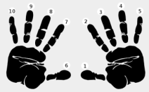 Muestra la numeración de cada uno de los dedos, para la mano derecha como izquierda. 5. Guardar/cancelar.