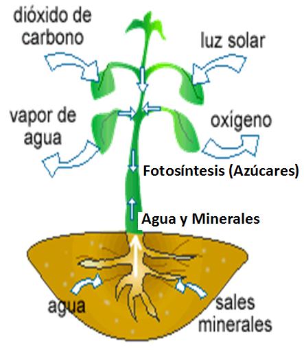 Fabrican el alimento Realizan la fotosíntesis Órgano fundamental de las plantas superiores, caracterizado morfológicamente por ser un apéndice laminar