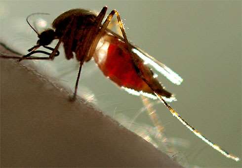 1. Características generales. Insectos picadores-succionadores de sangre. Importantes vectores de enfermedades.