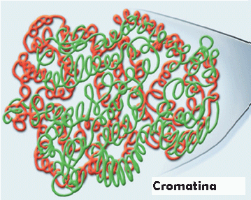 Cuando una célula entra en división celular, la cromatina inicia un proceso de