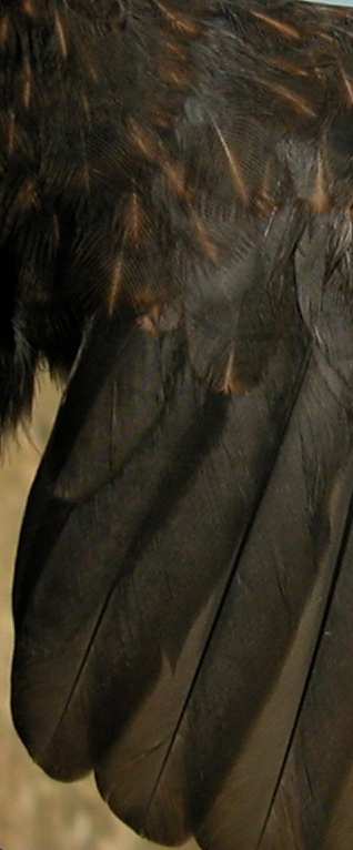 Juvenil: diseño de la cabeza y terciarias. Invierno. Adulto. Macho (18-X). ROQ UERO SOLITARIO (Monticola solitarius) IDENTIFICACIÓN 19-20 cm.