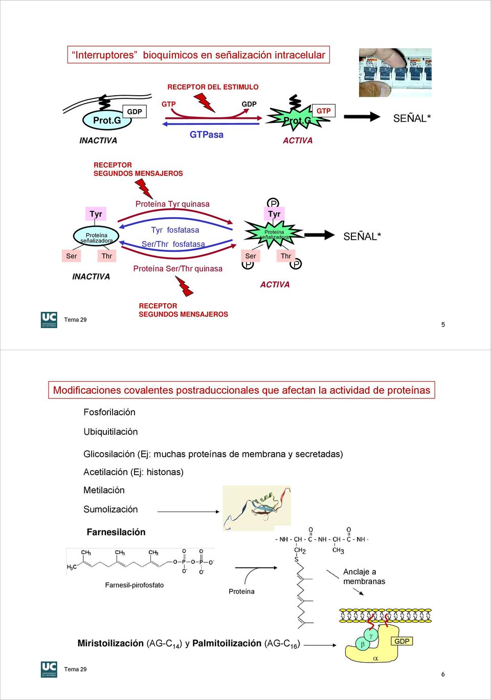 quinasa Ser Thr ACTIVA RECETR SEGUDS MESAJERS 5 Modificaciones covalentes postraduccionales que afectan la actividad de proteínas Fosforilación Ubiquitilación