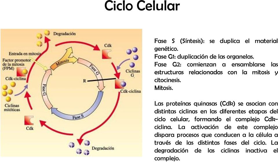 Las proteínas quinasas (Cdk) se asocian con distintas ciclinas en las diferentes etapas del ciclo celular, formando el complejo