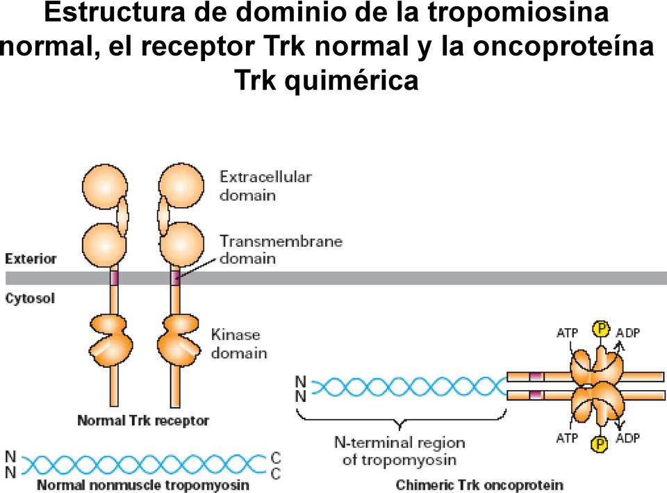 el receptor Trk normal y