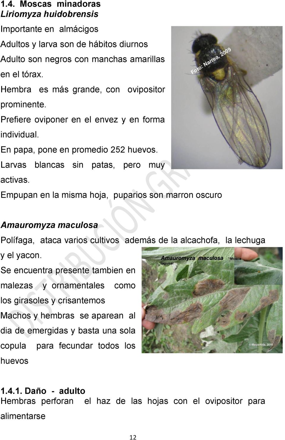 Empupan en la misma hoja, puparios son marron oscuro Amauromyza maculosa Polífaga, ataca varios cultivos además de la alcachofa, la lechuga y el yacon.
