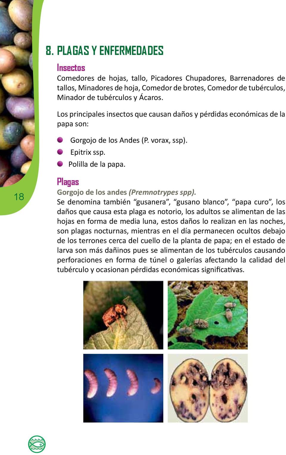 18 Plagas Gorgojo de los andes (Premnotrypes spp).