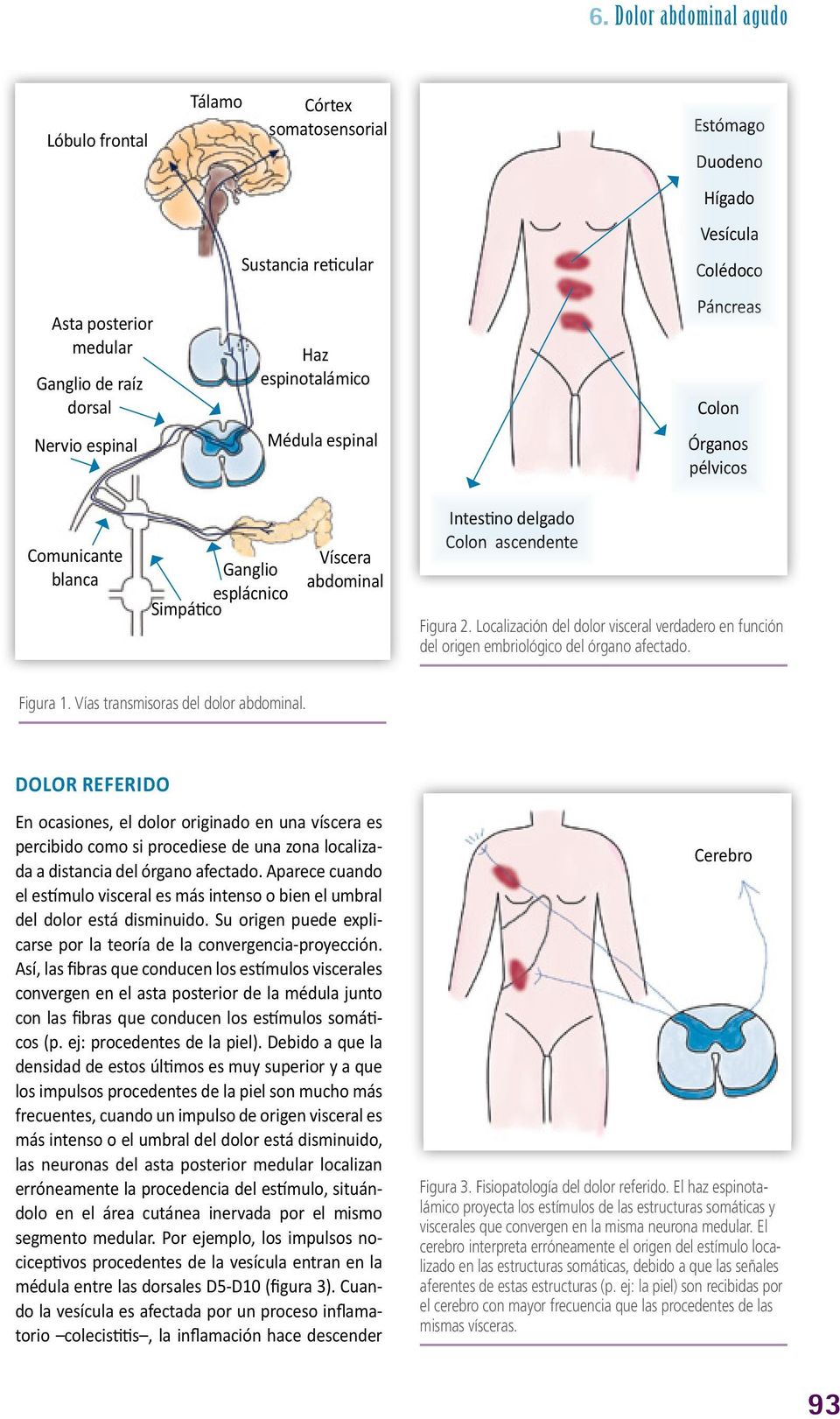 Localización del dolor visceral verdadero en función del origen embriológico del órgano afectado. Figura 1. Vías transmisoras del dolor abdominal.