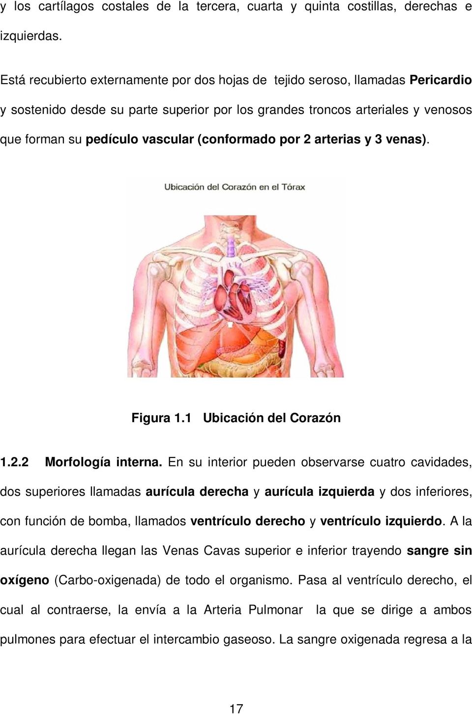 (conformado por 2 arterias y 3 venas). Figura 1.1 Ubicación del Corazón 1.2.2 Morfología interna.