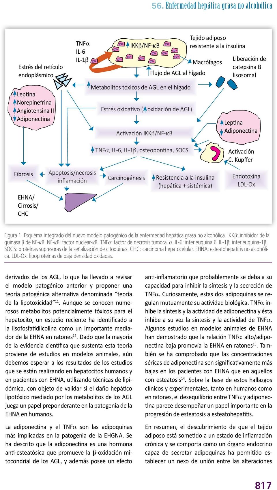 EHNA/ Cirrosis/ CHC Apoptosis/necrosis inflamación TNFa, IL-6, IL-1b, osteopontina, SOCS Carcinogénesis Resistencia a la insulina (hepática + sistémica) Activación C.