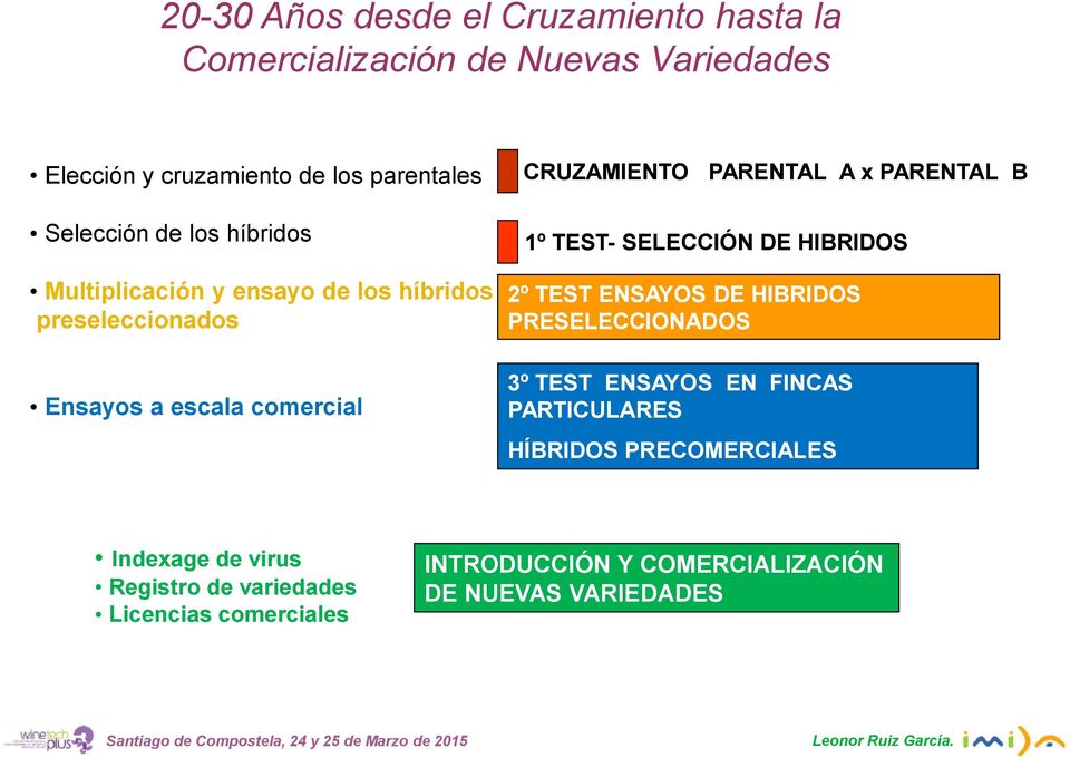 PARENTAL B 1º TEST- SELECCIÓN DE HIBRIDOS 2º TEST ENSAYOS DE HIBRIDOS PRESELECCIONADOS 3º TEST ENSAYOS EN FINCAS PARTICULARES