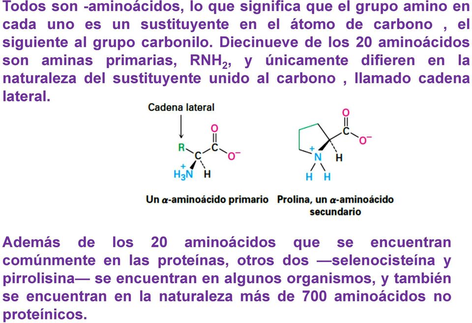 Diecinueve de los 20 aminoácidos son aminas primarias, RNH 2, y únicamente difieren en la naturaleza del sustituyente unido al