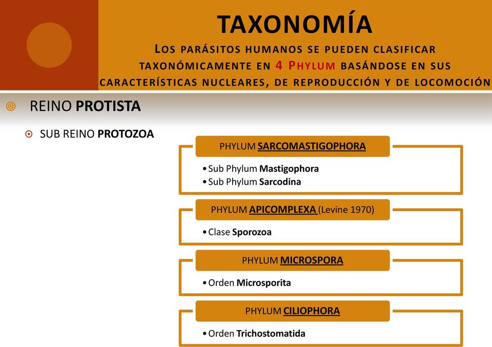 PHYLUM SARCOMASTIGOPHORA Sub Phylum Mastigophora Sub Phylum Sarcodina PHYLUM APICOMPLEXA (Levine