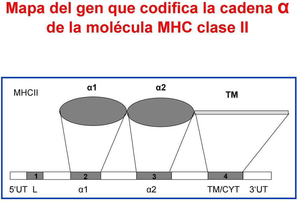 clase II MHCII α1 α2 TM 1 2