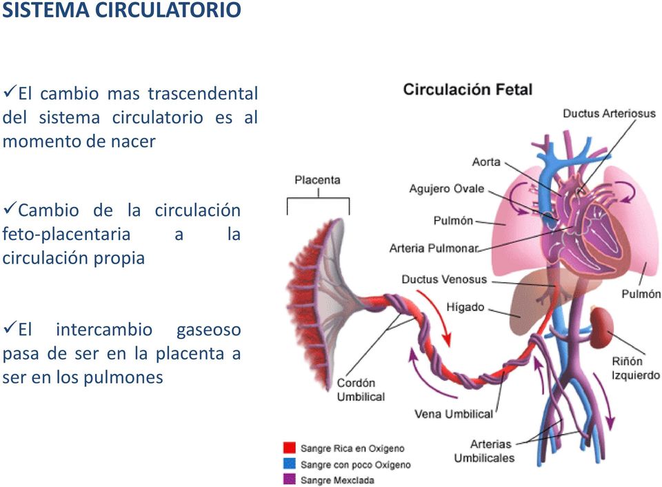 circulación feto-placentaria a la circulación propia El
