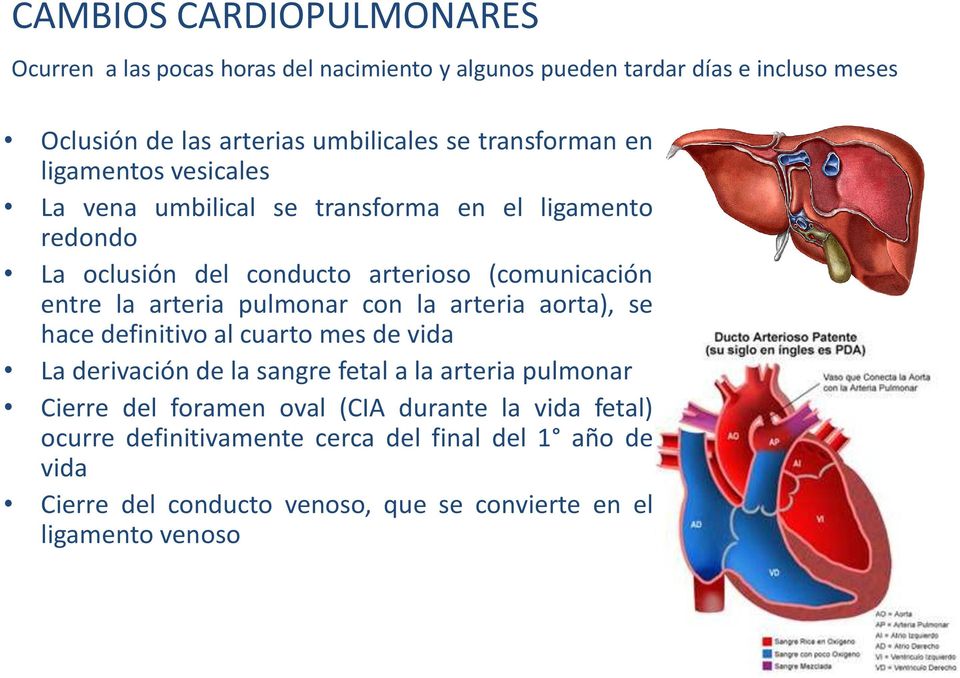 arteria pulmonar con la arteria aorta), se hace definitivo al cuarto mes de vida La derivación de la sangre fetal a la arteria pulmonar Cierre del