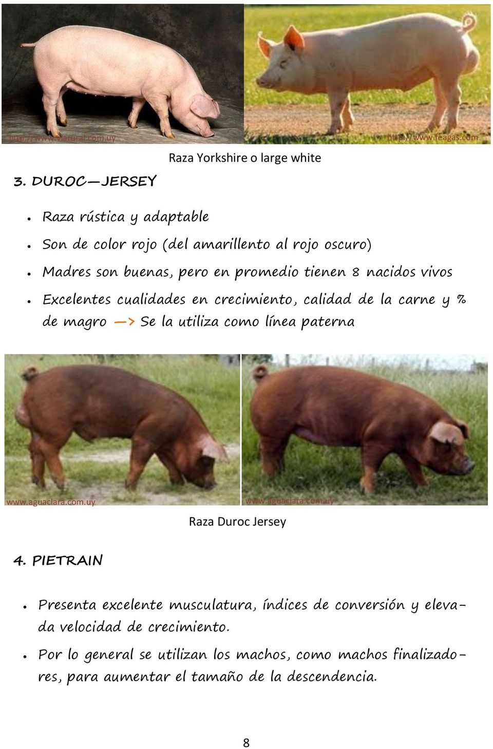 cualidades en crecimiento, calidad de la carne y % de magro > Se la utiliza como línea paterna www.aguaclara.com.uy Raza Duroc Jersey www.aguaclara.com.uy 4.