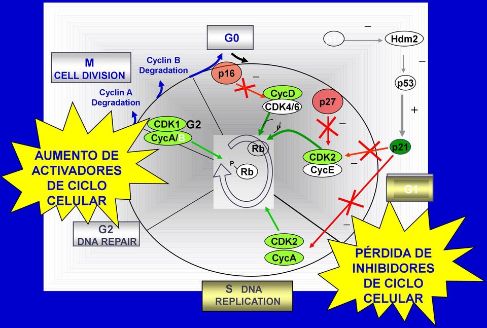 G0 p16 P Rb _ Rb CycD CDK4/6 P S DNA REPLICATION CDK2 CycA p14