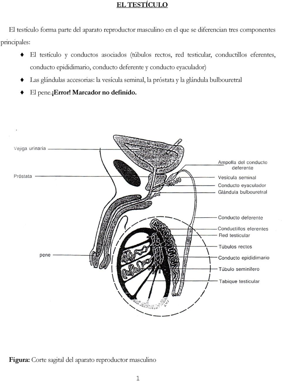 epididimario, conducto deferente y conducto eyaculador) Las glándulas accesorias: la vesícula seminal, la próstata y