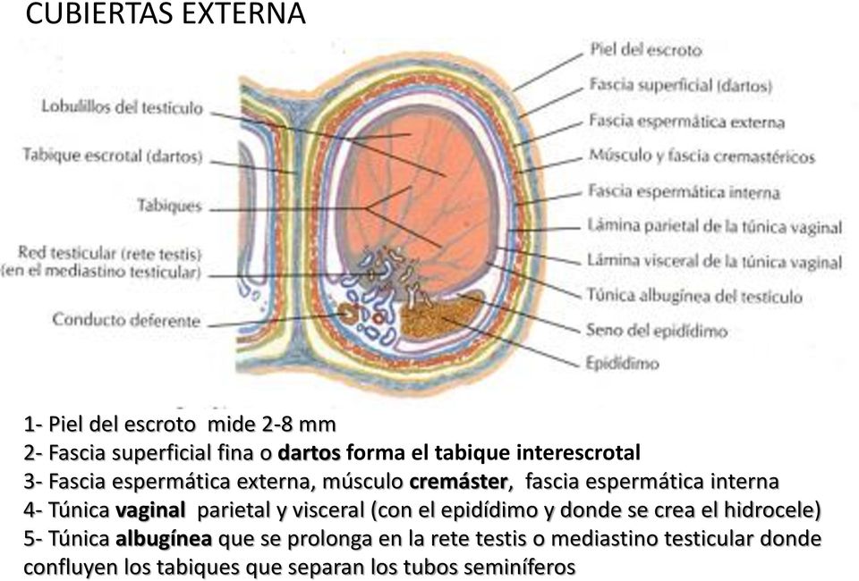 vaginal parietal y visceral (con el epidídimo y donde se crea el hidrocele) 5- Túnica albugínea que se