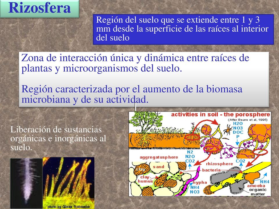 plantas y microorganismos del suelo.