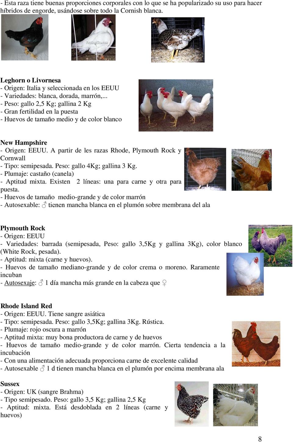 .. - Peso: gallo 2,5 Kg; gallina 2 Kg - Gran fertilidad en la puesta - Huevos de tamaño medio y de color blanco New Hampshire - Origen: EEUU.