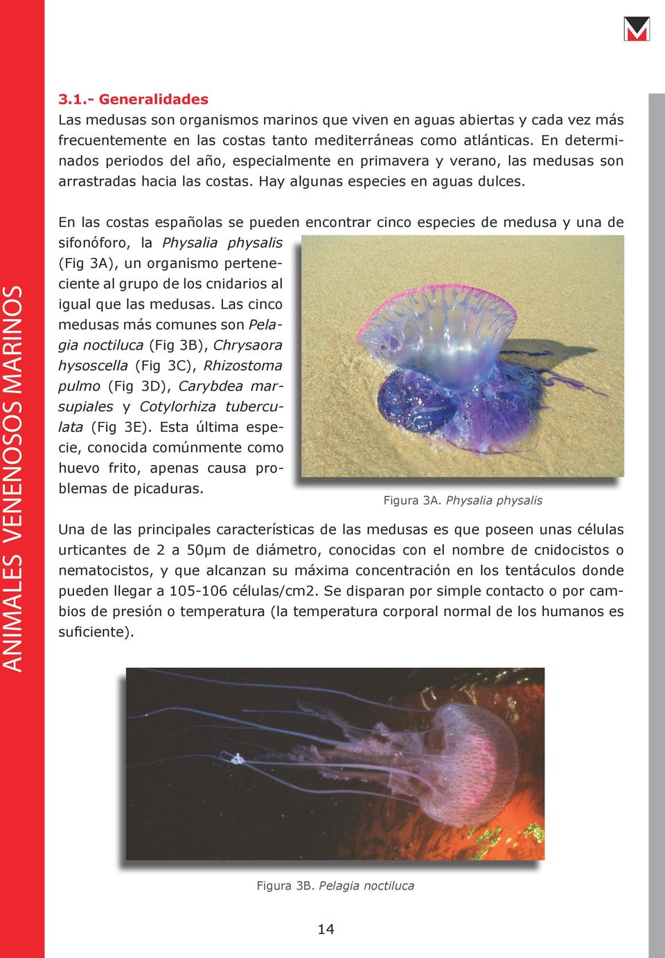 En las costas españolas se pueden encontrar cinco especies de medusa y una de sifonóforo, la Physalia physalis (Fig 3A), un organismo perteneciente al grupo de los cnidarios al igual que las medusas.