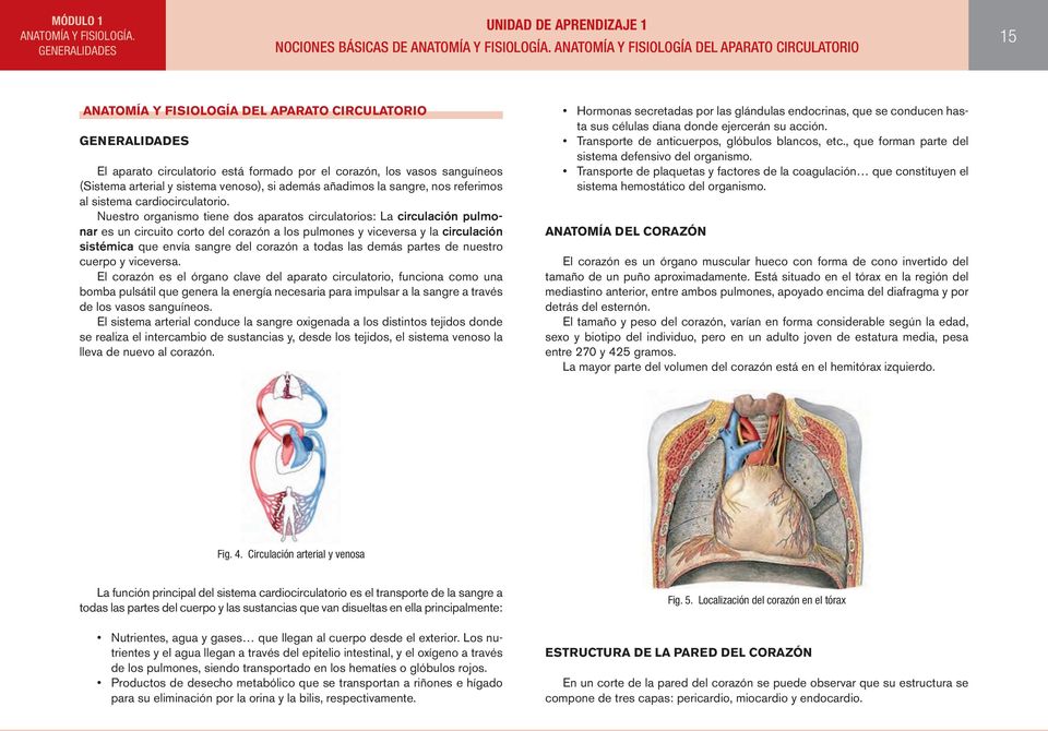 arterial y sistema venoso), si además añadimos la sangre, nos referimos al sistema cardiocirculatorio.