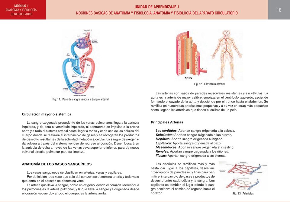 Paso de sangre venosa a Sangre arterial La sangre oxigenada procedente de las venas pulmonares llega a la aurícula izquierda, y de esta al ventrículo izquierdo, al contraerse se impulsa a la arteria