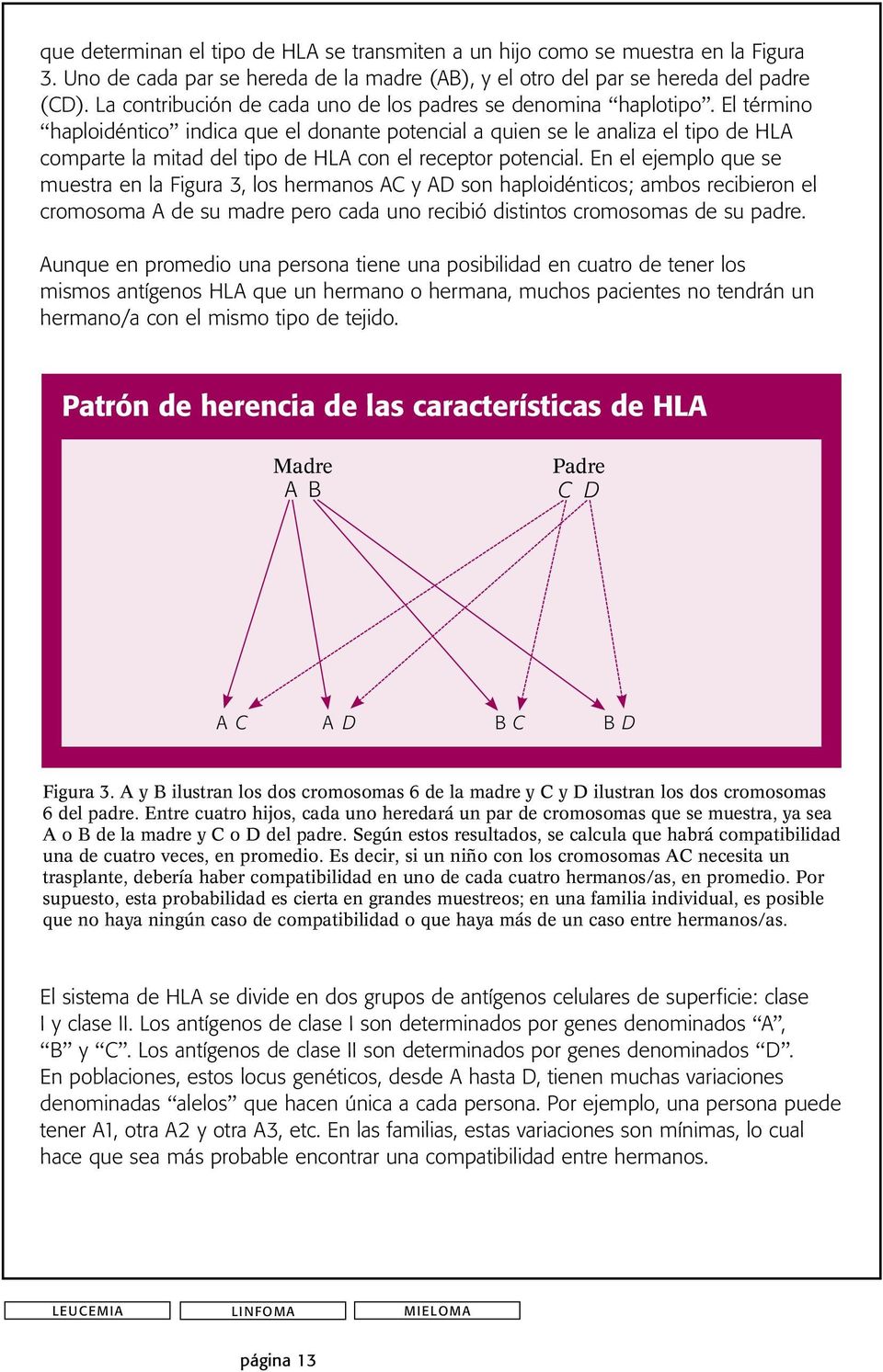 El término haploidéntico indica que el donante potencial a quien se le analiza el tipo de HLA comparte la mitad del tipo de HLA con el receptor potencial.