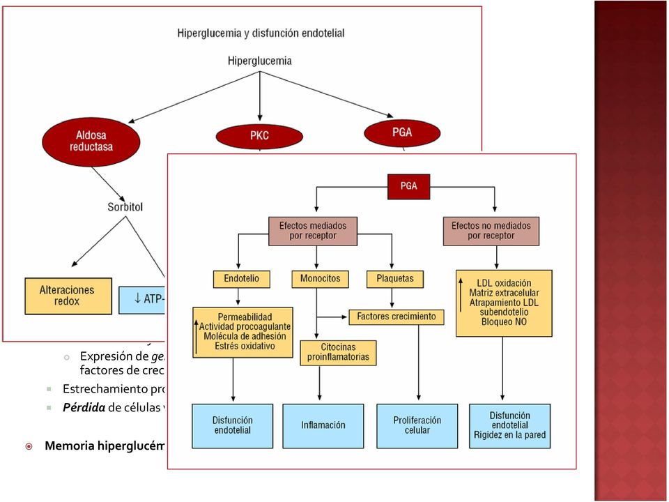 Defecto de regulación a la baja en el trasporte de glucosa al LIC. Hiperglucemia: Defecto de NO: aumento del flujo sanguíneo y presión intracapilar IRREVERSIBLE.