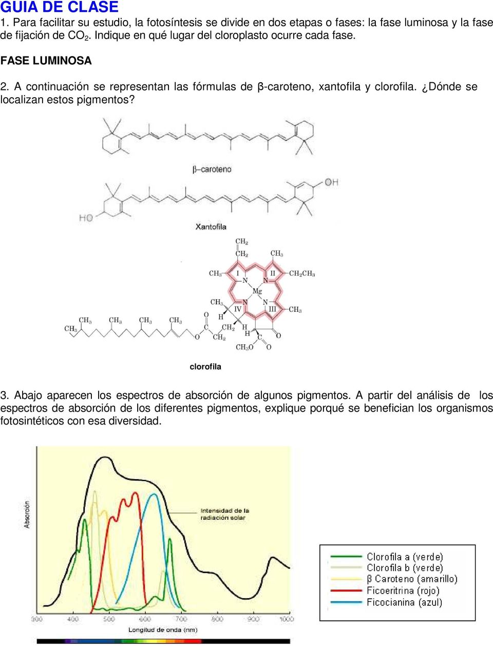 A continuación se representan las fórmulas de β-caroteno, xantofila y clorofila. Dónde se localizan estos pigmentos? clorofila 3.
