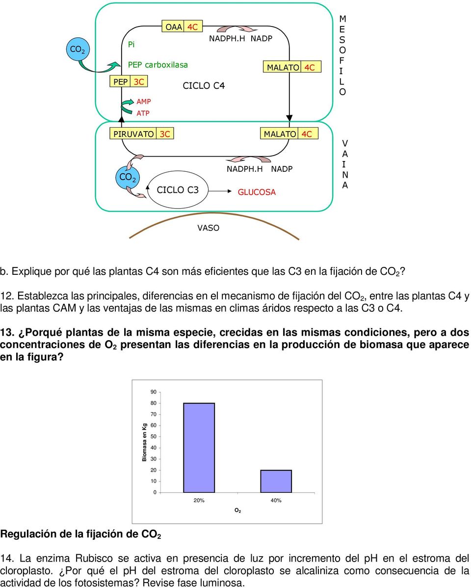 Establezca las principales, diferencias en el mecanismo de fijación del CO 2, entre las plantas C4 y las plantas CAM y las ventajas de las mismas en climas áridos respecto a las C3 o C4. 13.
