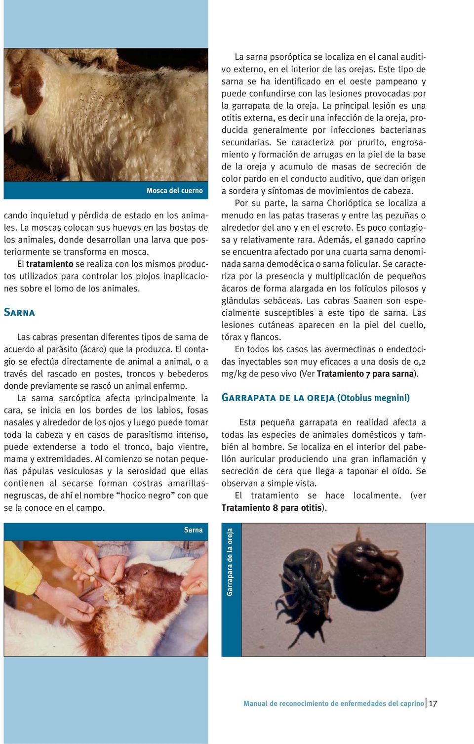 Sarna Mosca del cuerno Las cabras presentan diferentes tipos de sarna de acuerdo al parásito (ácaro) que la produzca.